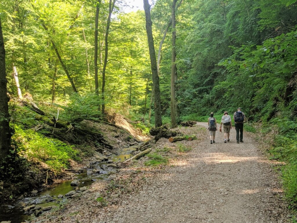 Hikers walking along a winding path of the Hildegagrd Way through a lush green forest.
